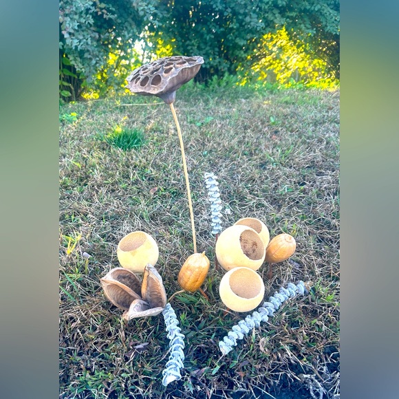 Vintage Other - Multi piece gourd lotus natural decor  set